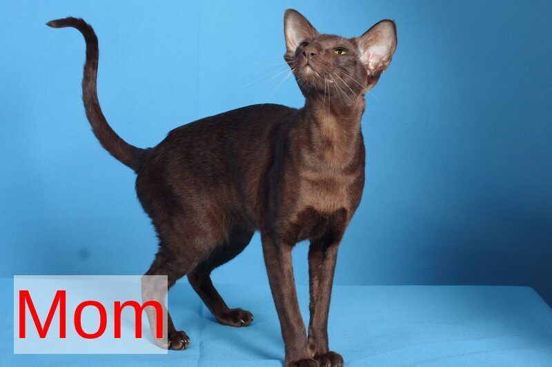 Quentin Oriental Shorthair male chocolate - live animals