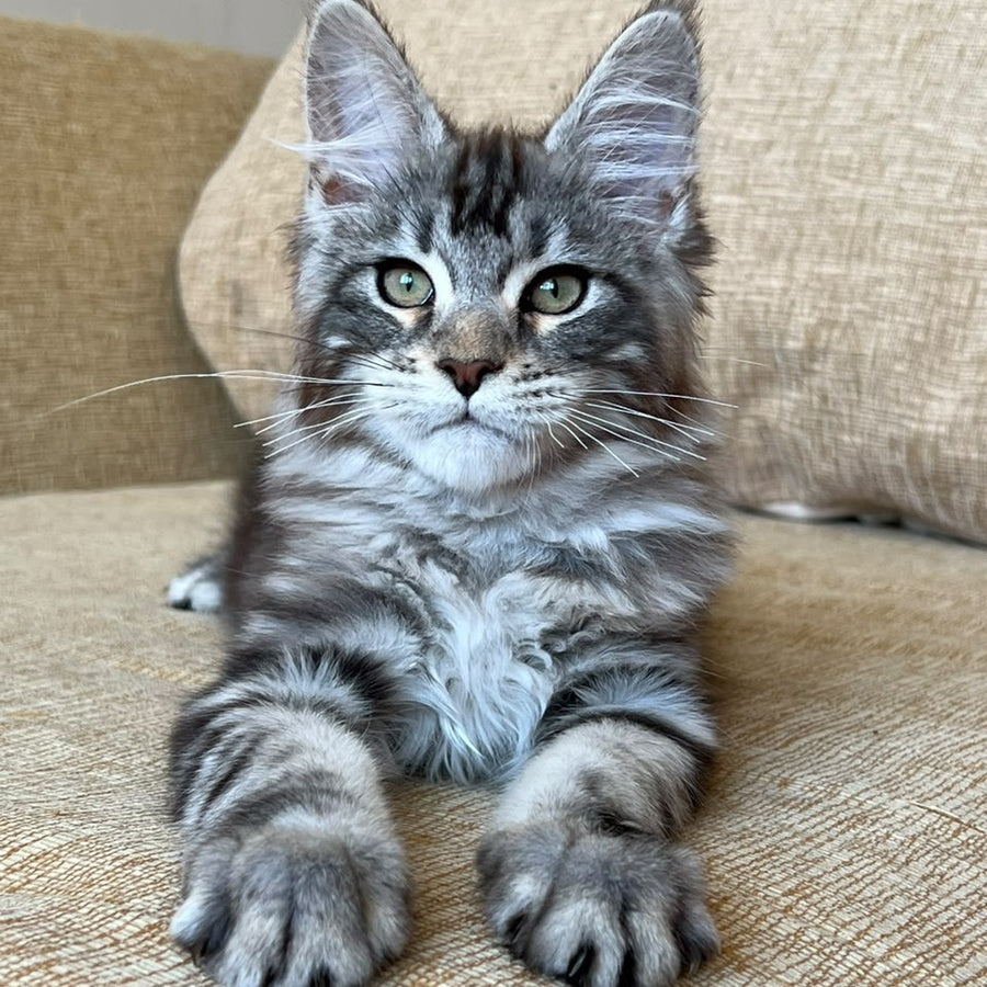 Bruno Maine Coon male, black silver tabby