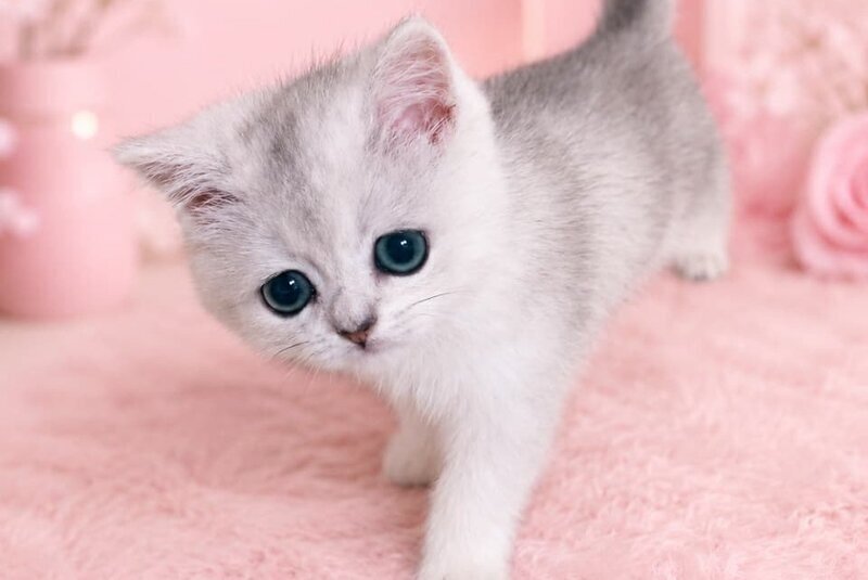 Fiona Scottish Straight female, black silver shaded