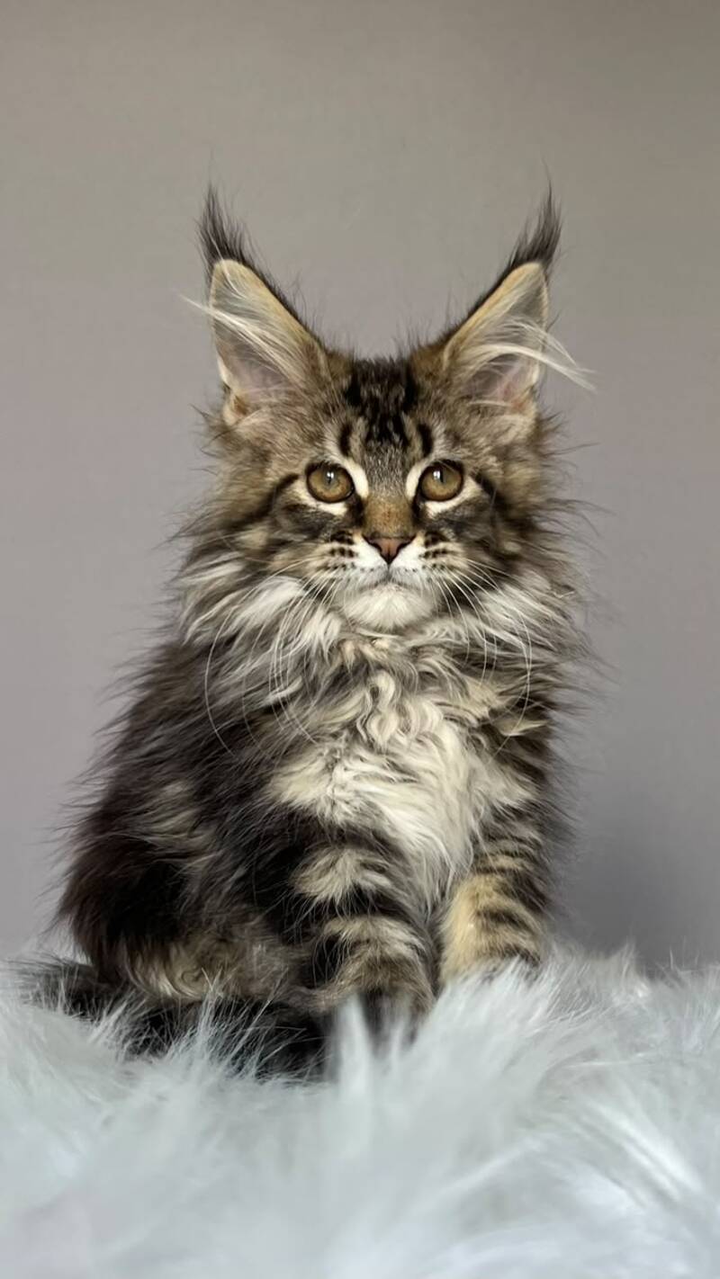 Fil Maine Coon male, black tabby