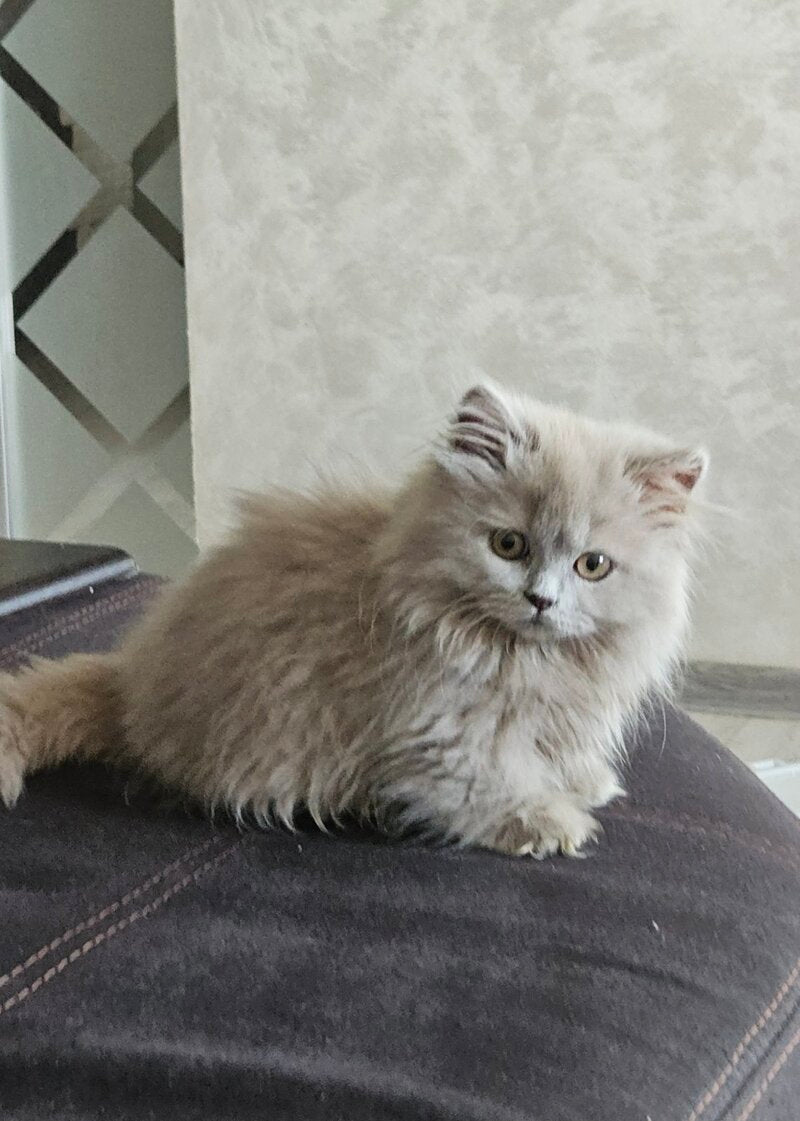 Brielle Munchkin female, fawn