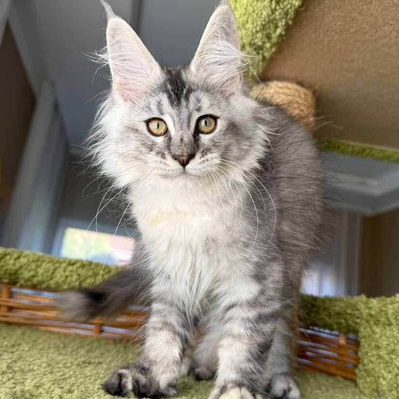 Jamaica Maine Coon female, black tortie silver ticked tabby