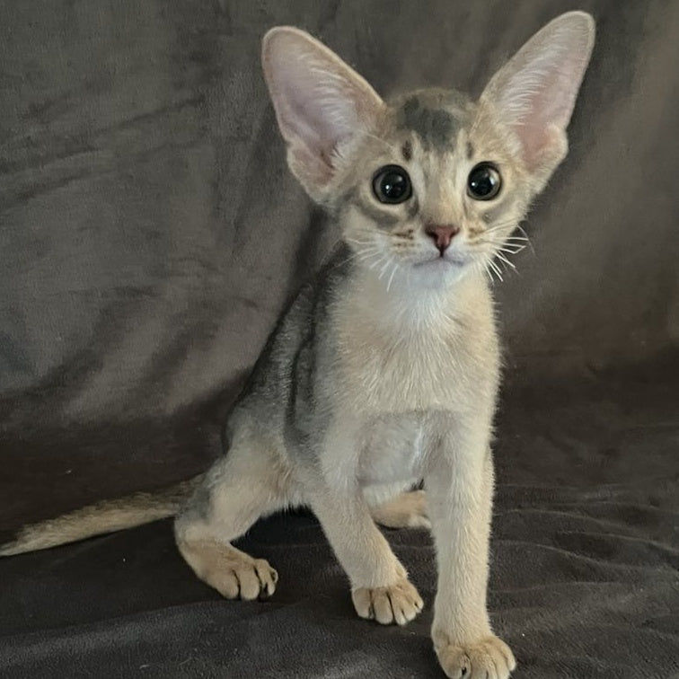 Fibi Abyssinian female, blue