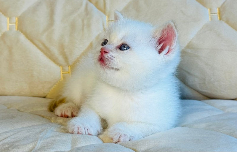 Elio British Shorthair male, red golden shaded pointed