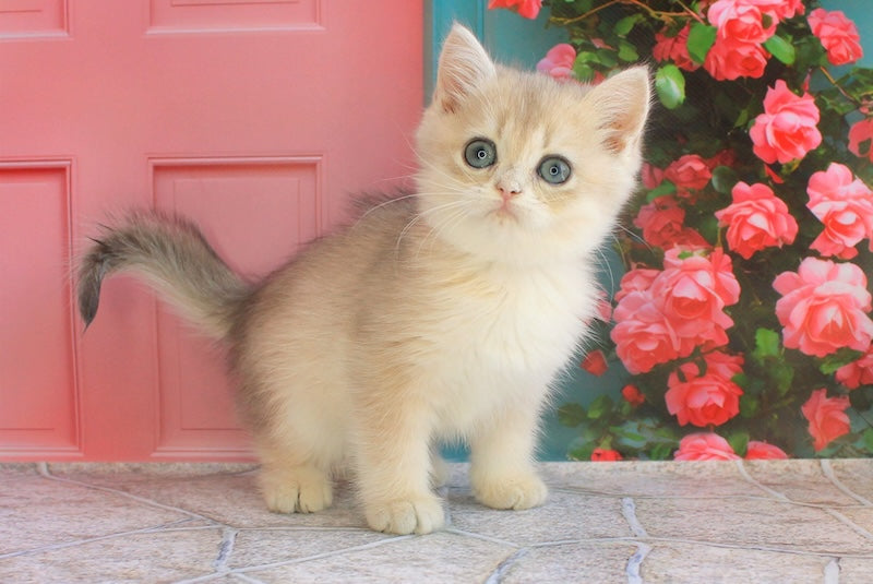 Leaf British Shorthair male, blue golden shaded
