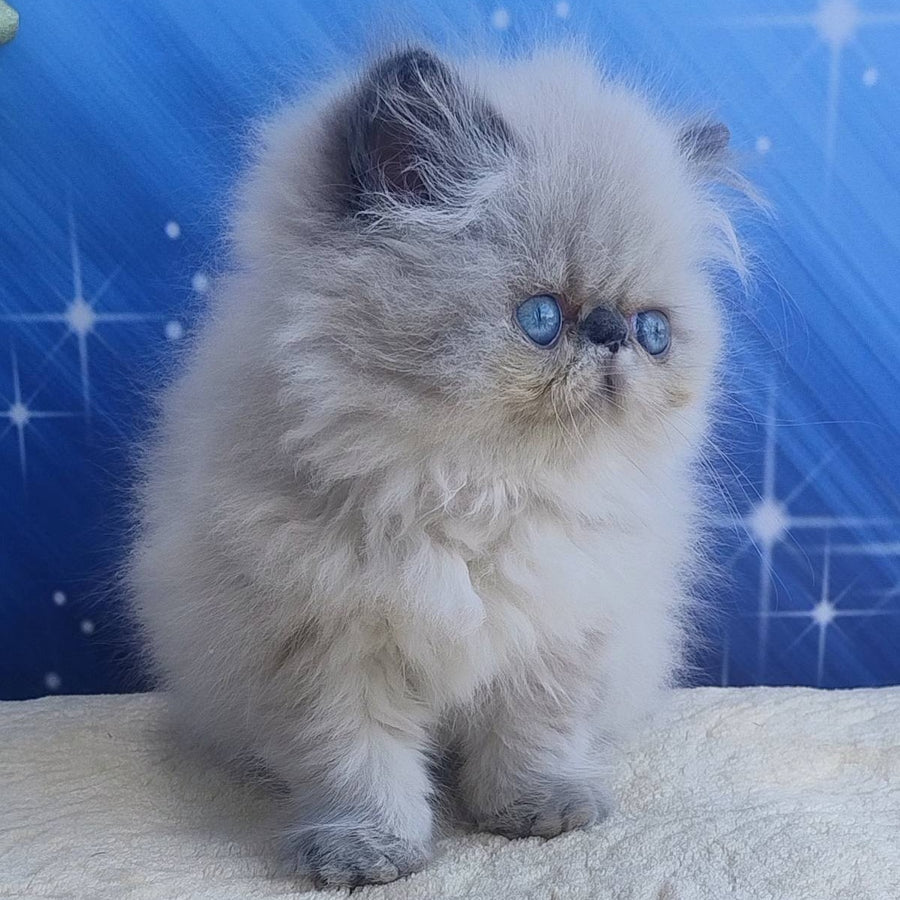 Ellie Persian female, blue pointed