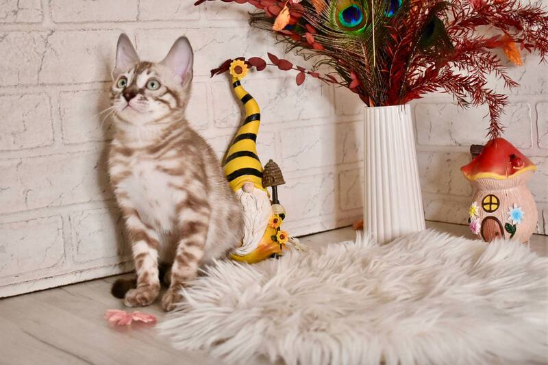 Ponchik Bengal male snow mink charcoal - live animals