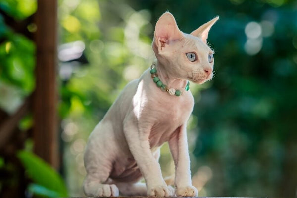 Ice Berry Devon Rex male red pointed - live animals