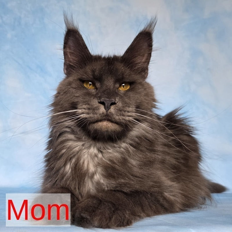 Quelea Maine Coon female, black silver tabby