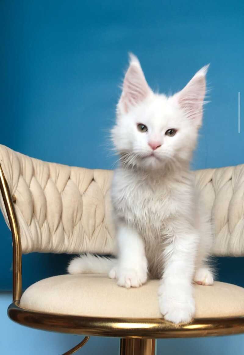 Xarvi Maine Coon male, white