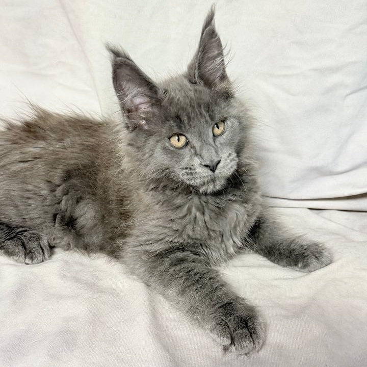 Gatsby Maine Coon male, blue silver
