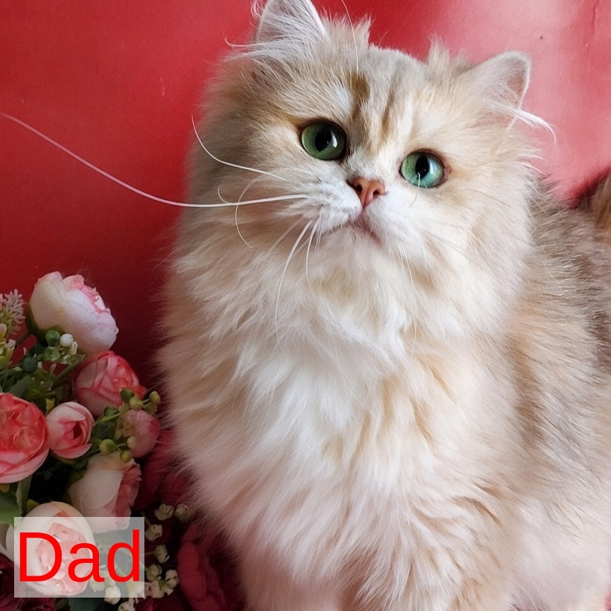 Holden British Shorthair male, lilac golden shaded