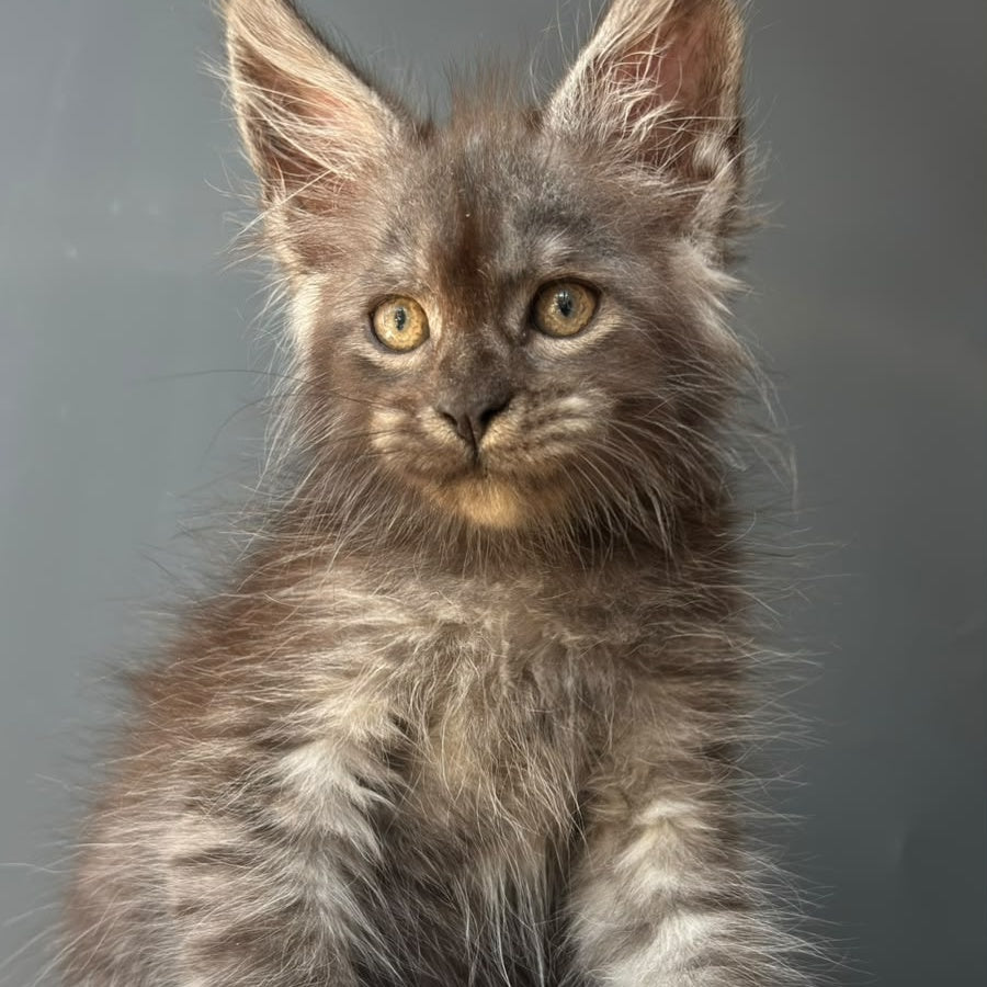First Maine Coon male, black silver