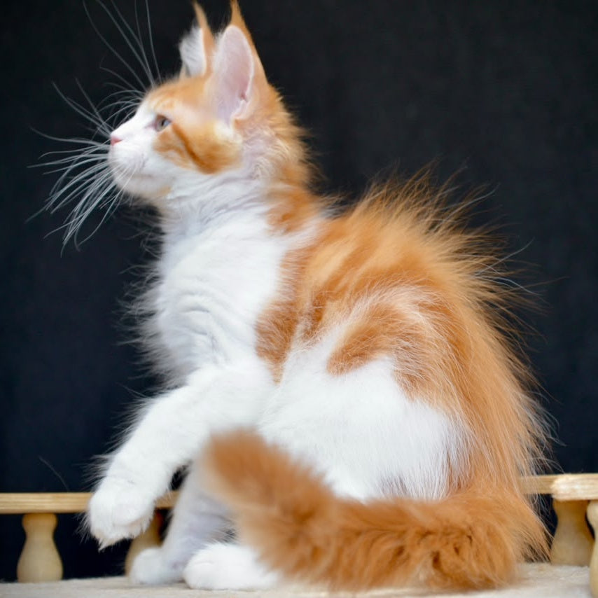 Zephyr Maine Coon male, red bicolour tabby