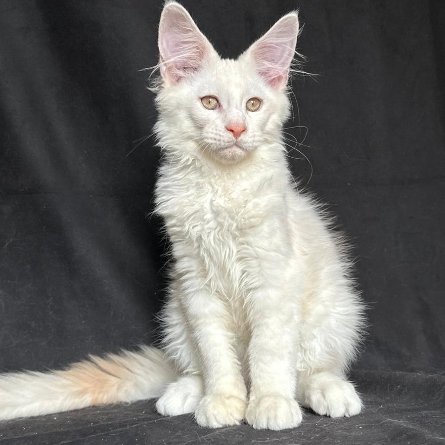 Juno Maine Coon male, red silver shaded
