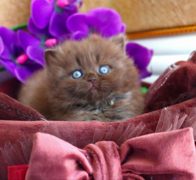 Stream British Longhair male chocolate - live animals