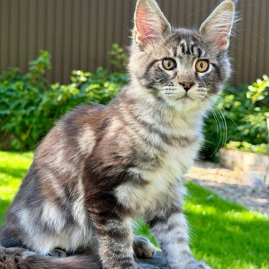 Naomi Maine Coon female, black tabby