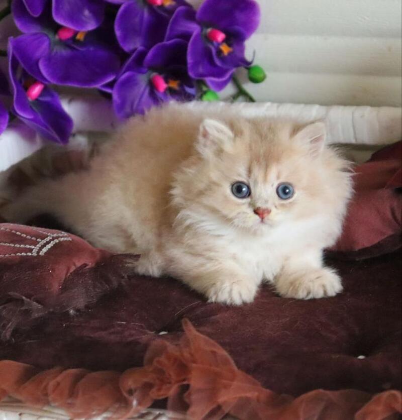 Shakira British Shorthair female, lilac golden shaded