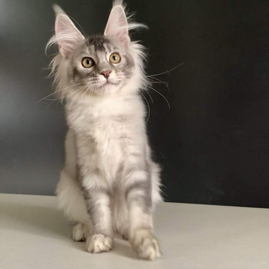 Orchid Maine Coon female, black tortie silver ticked tabby