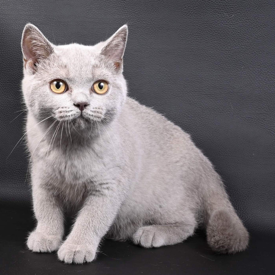Enigma British Shorthair female, lilac