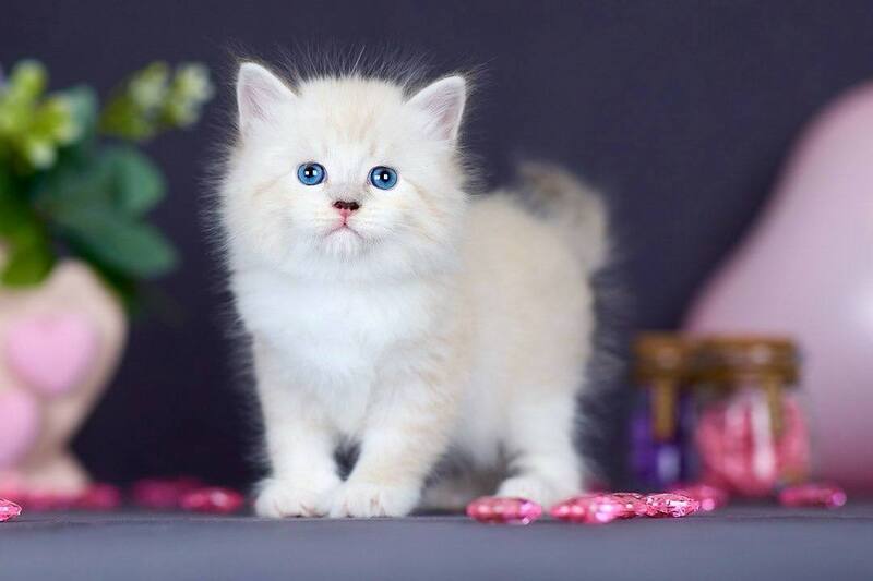 Don Juan Siberian male black silver with white tabby pointed live animals
