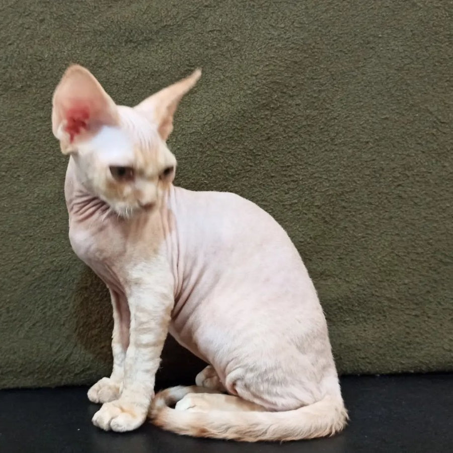 Edgar Devon Rex male, red bicolour tabby
