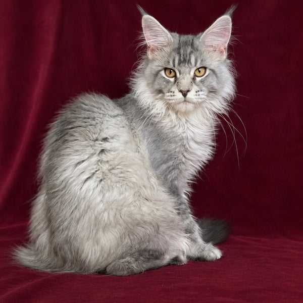 Hoarfrost Maine Coon male, black silver ticked tabby