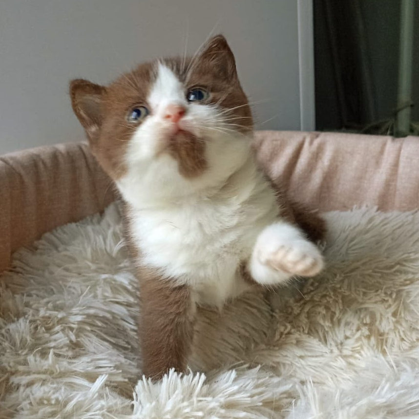 Irvin British Shorthair male, chocolate bicolour