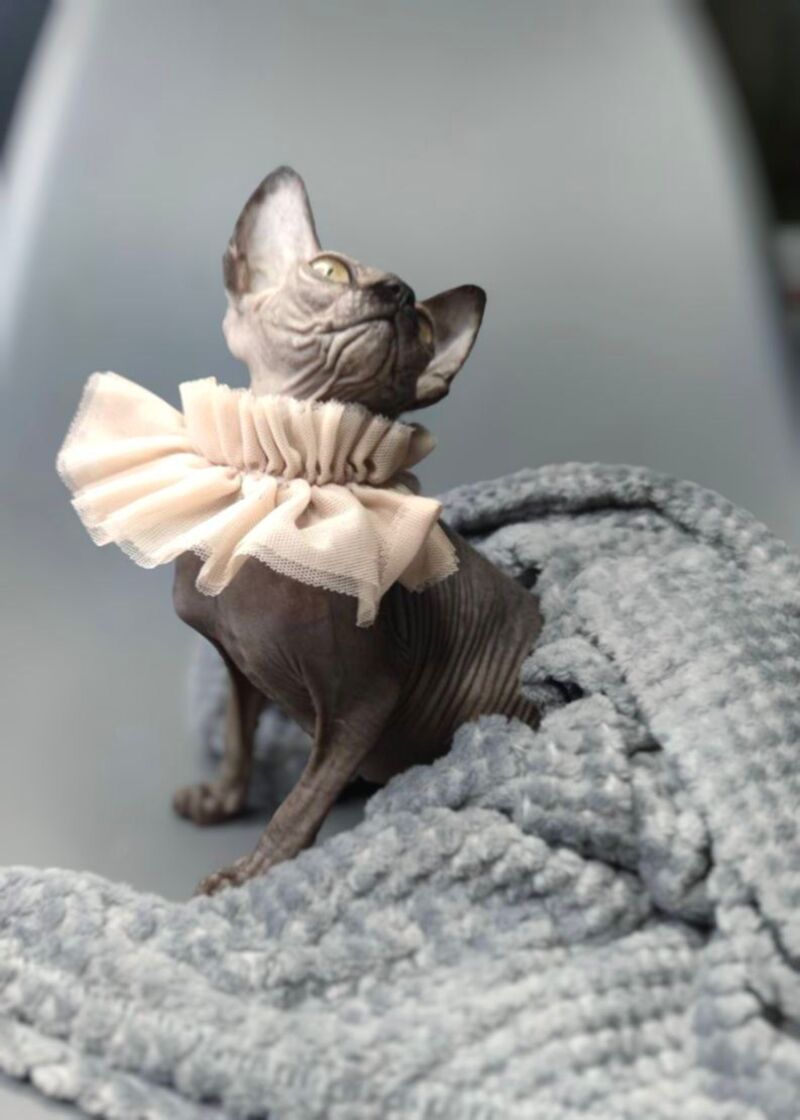 Darly Canadian Sphynx female, black