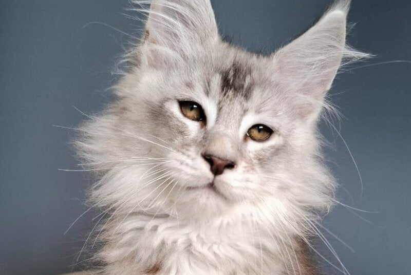 Everton Maine Coon male black silver ticked tabby - live animals