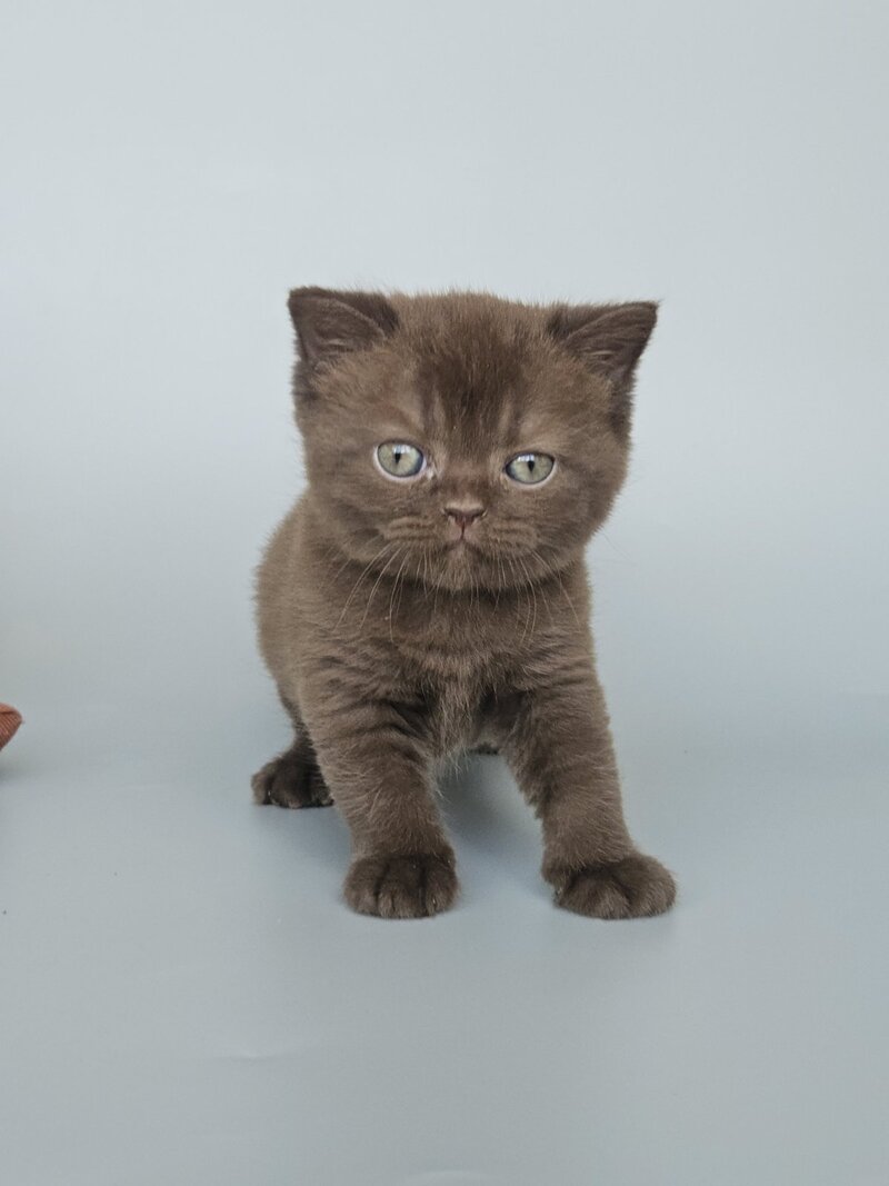 Ash British Shorthair female, chocolate