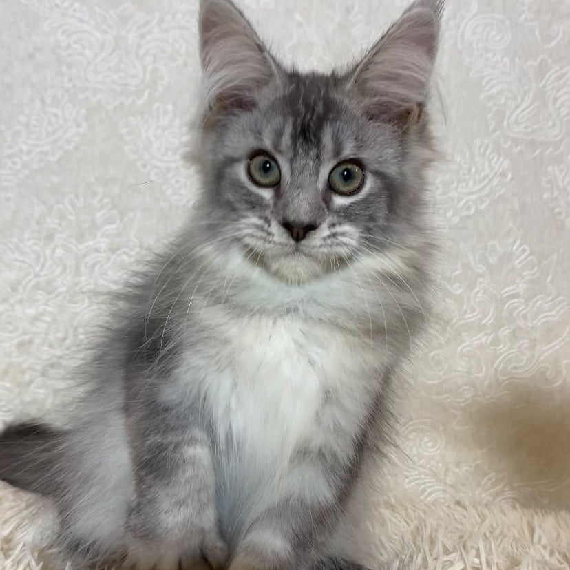 Lu-lo Maine Coon polydactyl 6x6x6x6 male, black silver ticked tabby