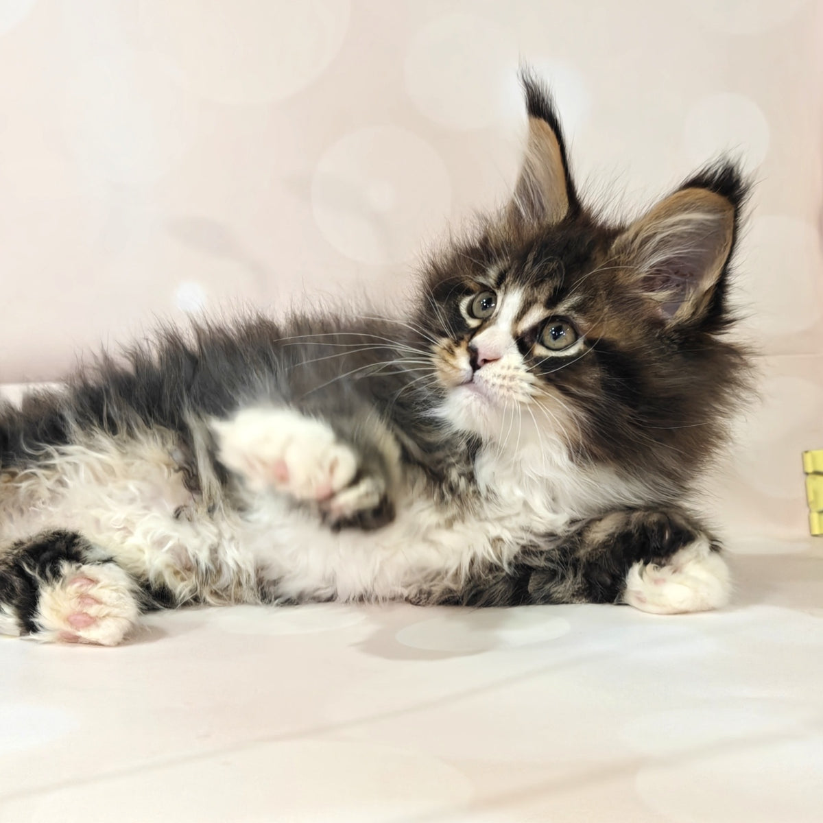 Cosmos Maine Coon polydactyl 6x6x6x6 male, black tabby with white