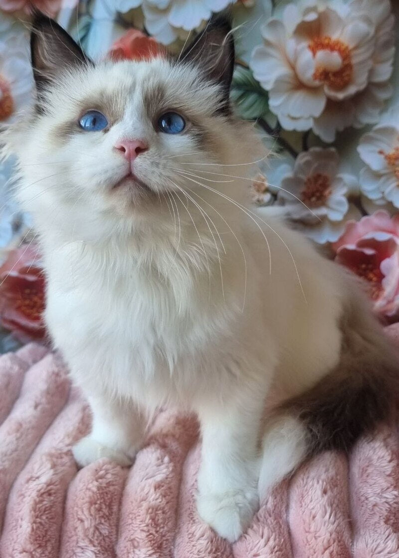 Prohor Siberian male, black pointed with white