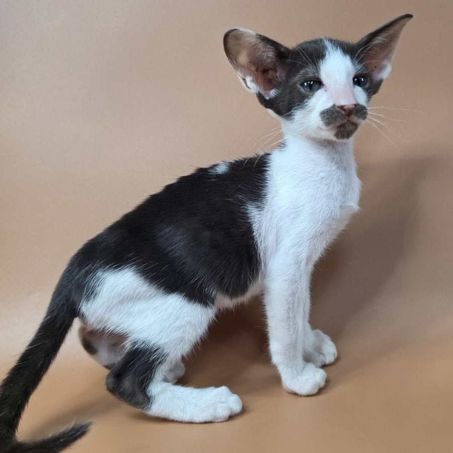 Koji Oriental Shorthair male, chocolate bicolour