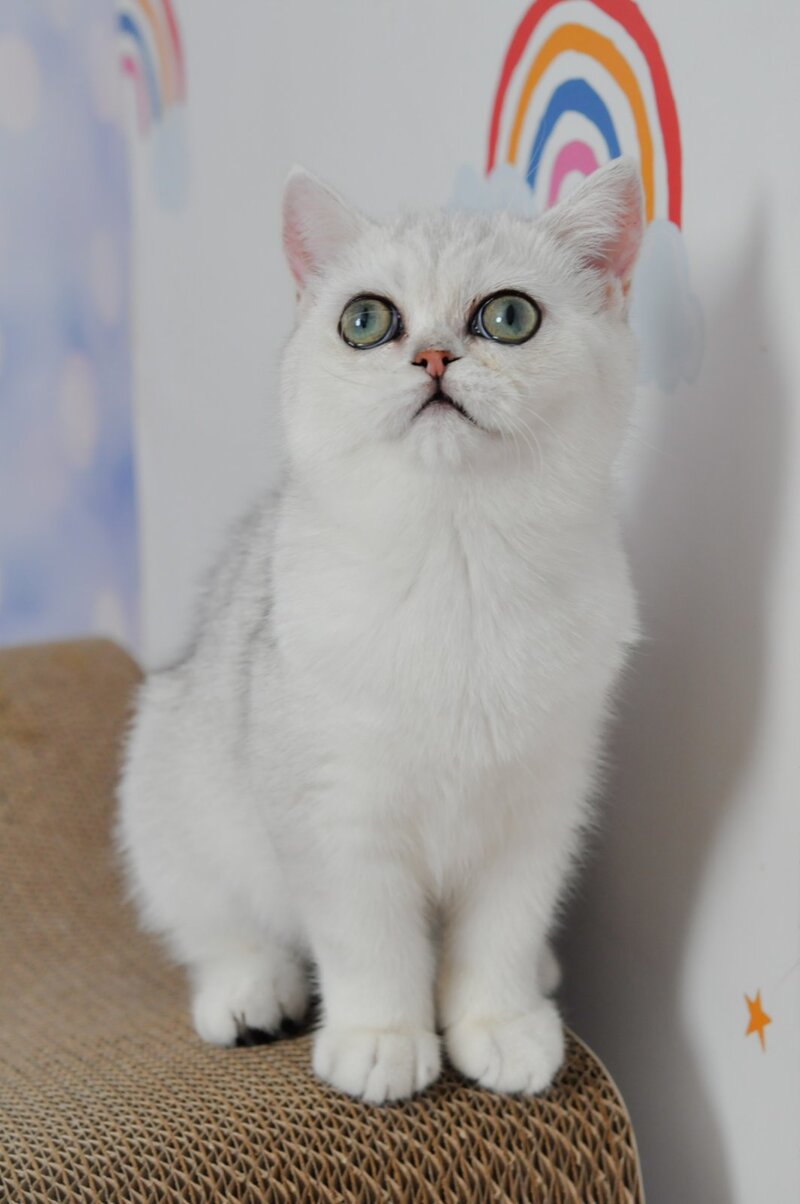 Barbie British Shorthair female, black silver shaded