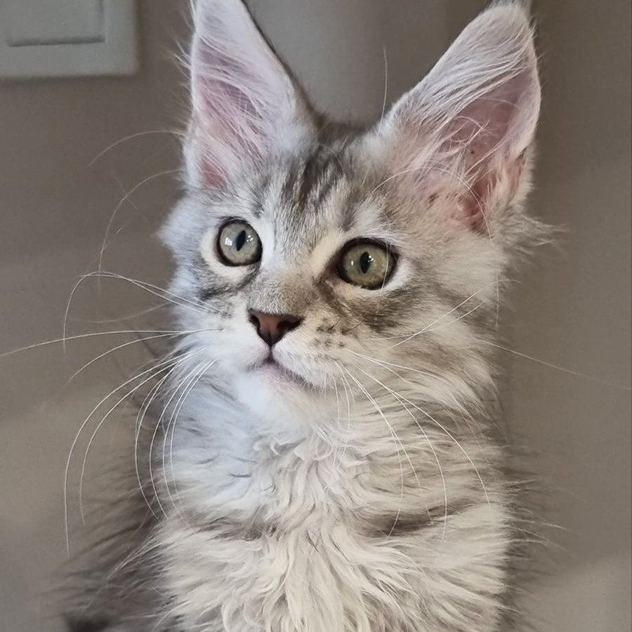 Elit Maine Coon male, black silver spotted tabby