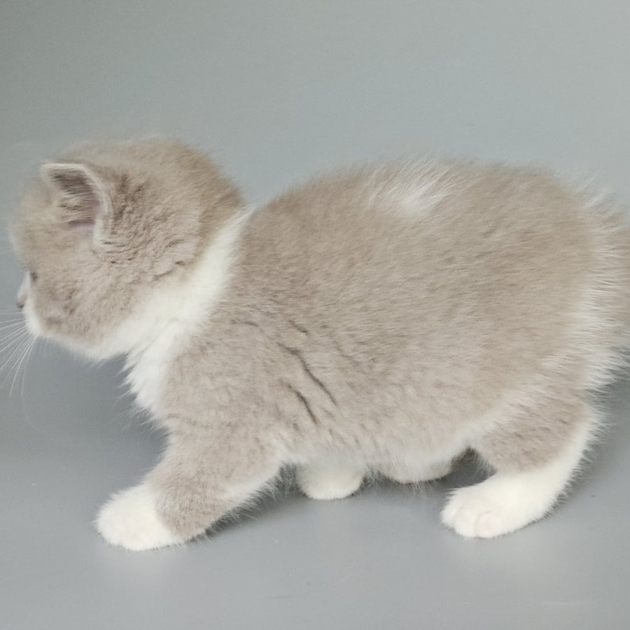 Bruno British Shorthair male, fawn bicolour