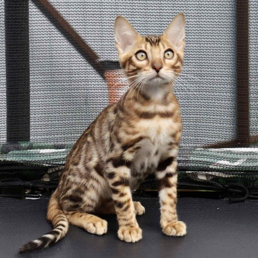 Touluz Bengal male, black spotted tabby