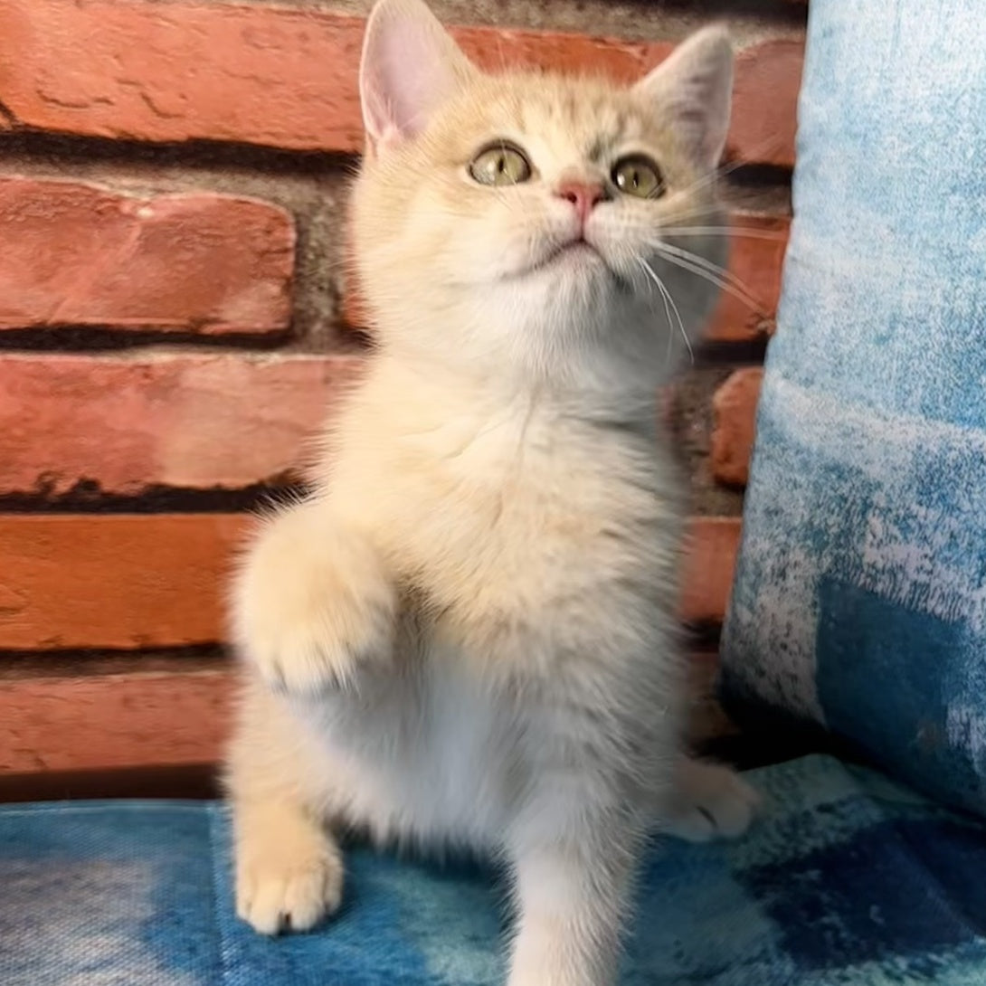 Jin British Shorthair male, blue golden spotted tabby