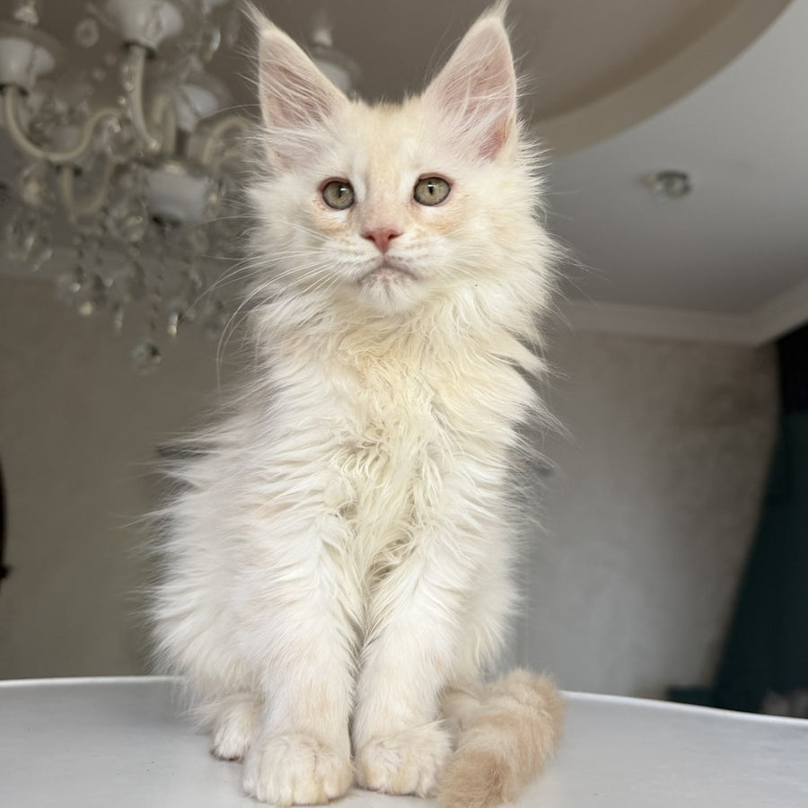 Darvin Maine Coon male, cream silver tabby