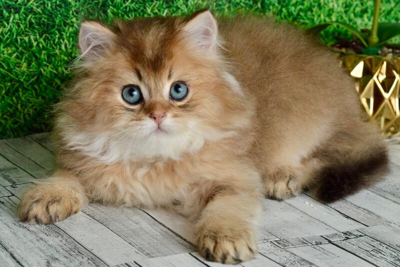 Sultan British Longhair male black golden shaded - live animals