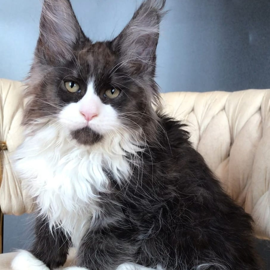 Emil Maine Coon male, black silver bicolour