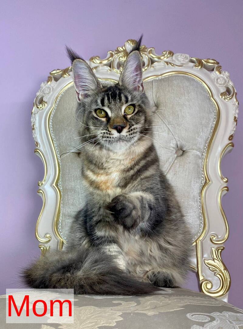Platon Maine Coon male, black silver