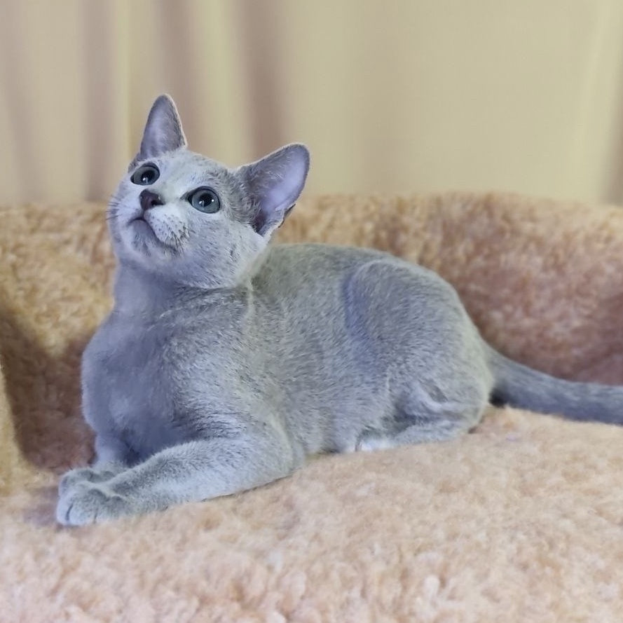 Leon Russian Blue male, blue