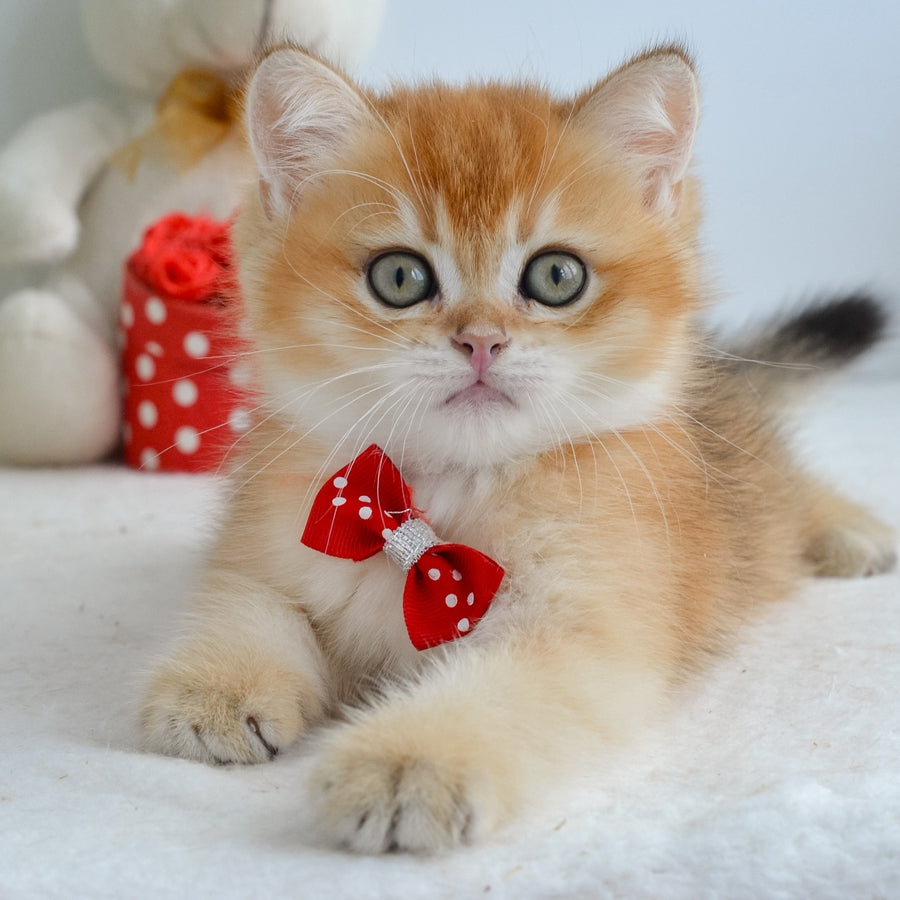 Grant British Shorthair male, black golden shaded