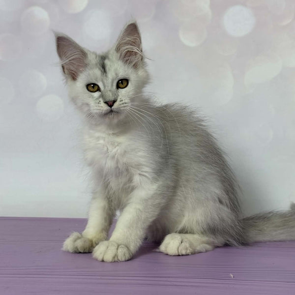 Bree Maine Coon female, black silver shaded with white
