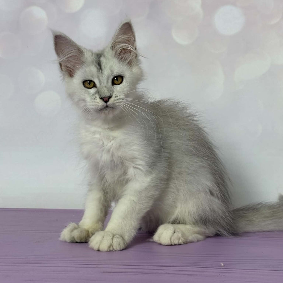 Bree Maine Coon female, black silver shaded with white