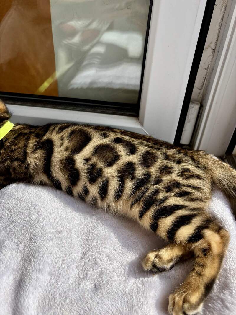 Lola Bengal female black spotted tabby - live animals