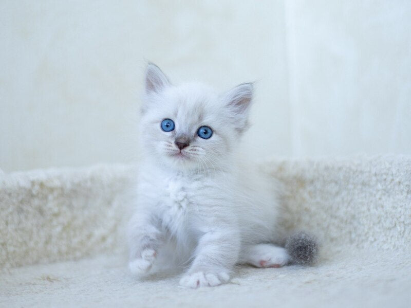 Helena Siberian female, blue with white tabby pointed
